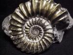 ammonite